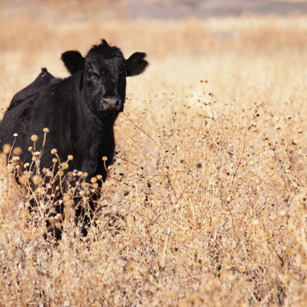 A black Angus cow